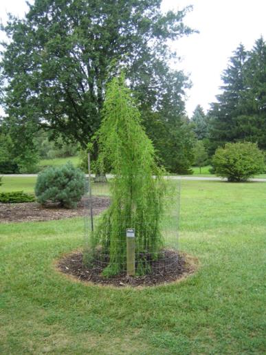 Taxodium distichum 'Cascade Falls' - Cascade Falls bald-cypress