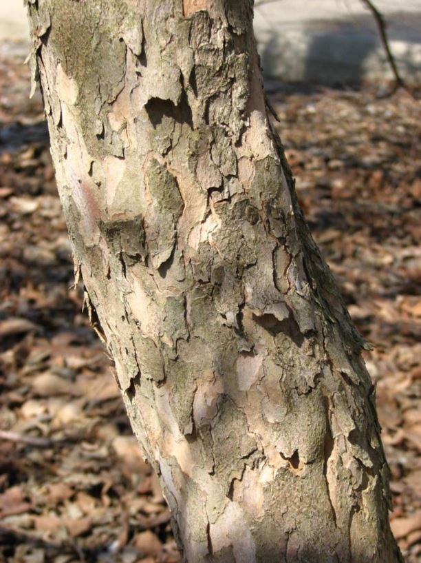 Cornus mas - cornelian-cherry dogwood | The Dawes Arboretum