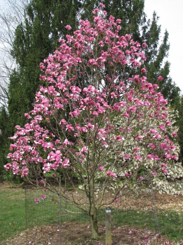 Magnolia 'Galaxy' - Galaxy magnolia