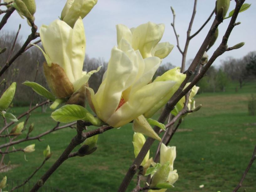 Magnolia 'Golden Pond' - Golden Pond cucumber-tree magnolia