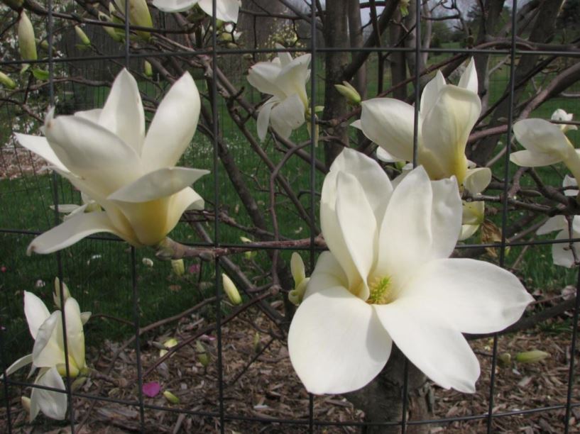 Magnolia 'Goldfinch' - Goldfinch magnolia