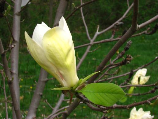 Magnolia 'Limelight' - Limelight magnolia