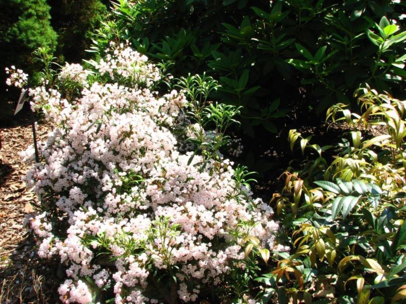 Kalmia latifolia 'Willowood' - Willowood mountain-laurel