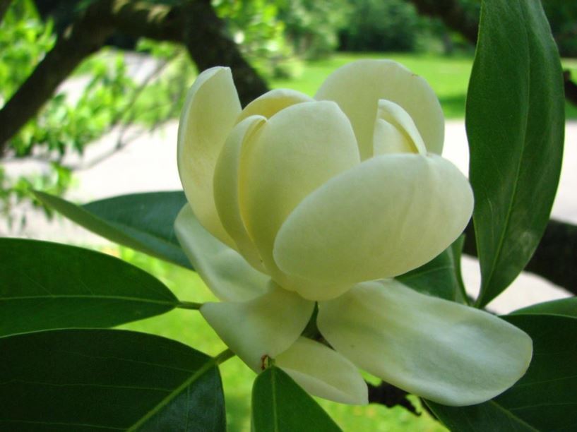 Magnolia Virginiana - Sweetbay Magnolia, Laurel Magnolia, Swamp-bay ...