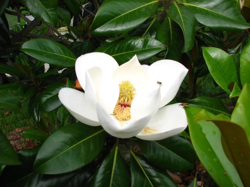 Magnolia grandiflora 'Victoria' - Victoria southern magnolia