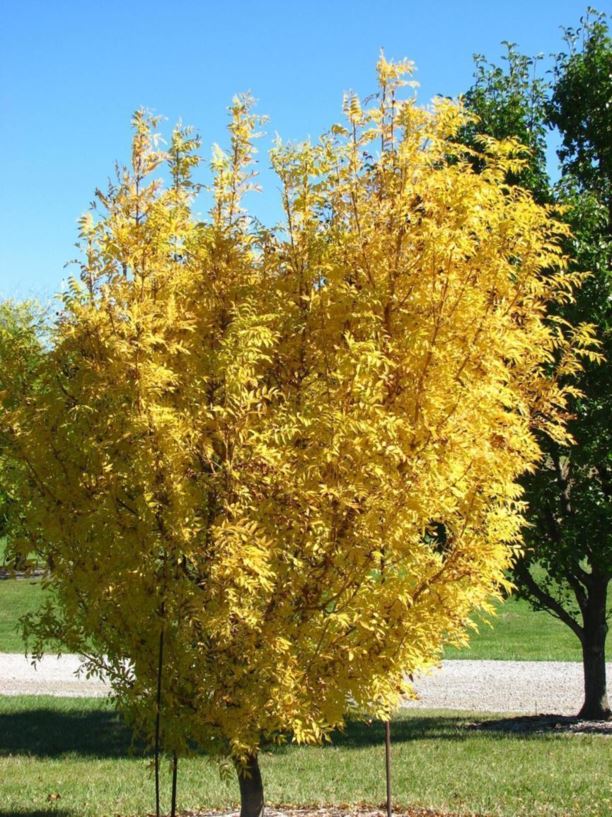 Fraxinus angustifolia 'Golden Desert' - Golden Desert narrowleaf ash ...