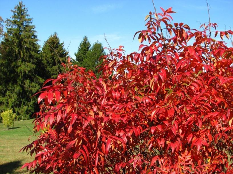 Rhus copallina var. latifolia 'Morton' Prairie Flame™ - Prairie Flame ...