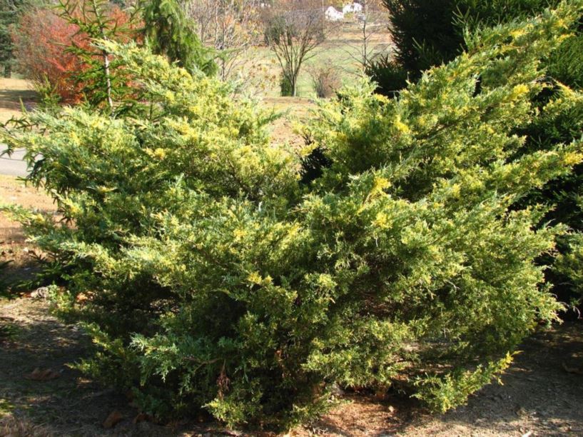 Juniperus chinensis 'Blue and Gold' - Blue and Gold Chinese juniper