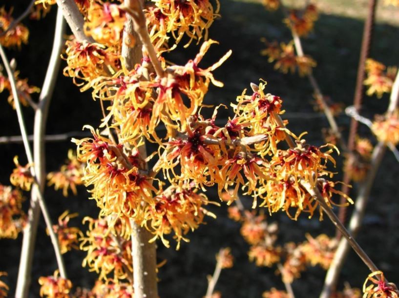 Hamamelis × intermedia 'Strawberries and Cream' Strawberries and