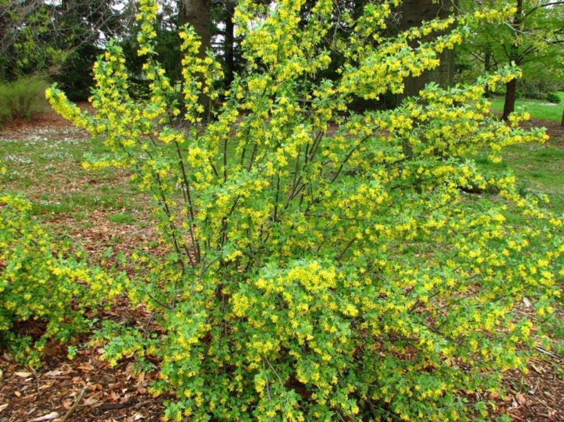 Ribes Odoratum Buffalo Currant Clove Currant The Dawes Arboretum