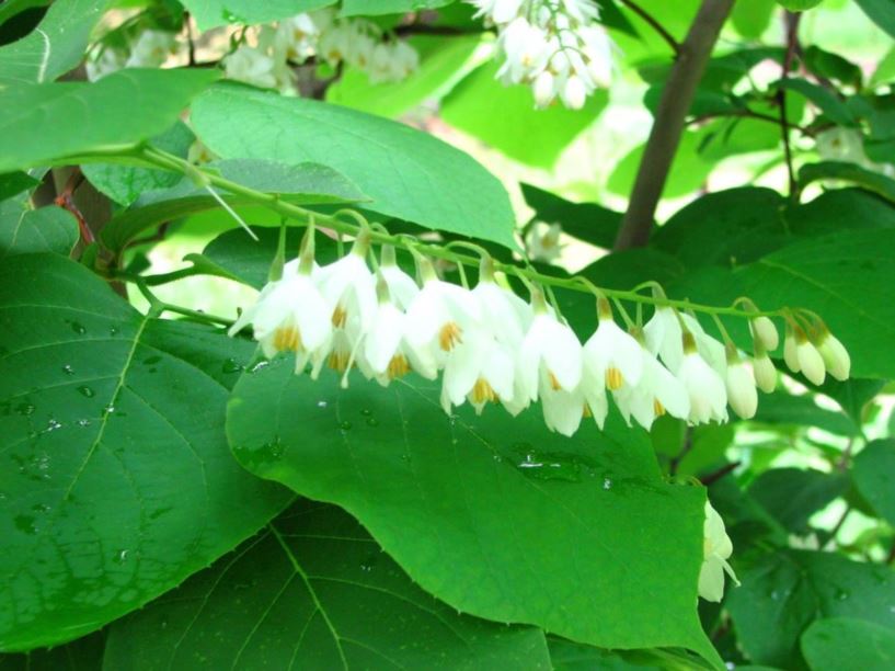 Styrax Obassia Fragrant Snowbell The Dawes Arboretum 6165