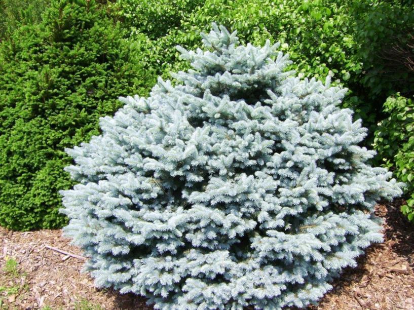 Picea pungens 'Thume' - Thume Colorado blue spruce | The Dawes Arboretum