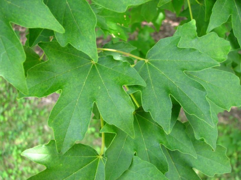 Acer miyabei - Miyabe maple | The Dawes Arboretum