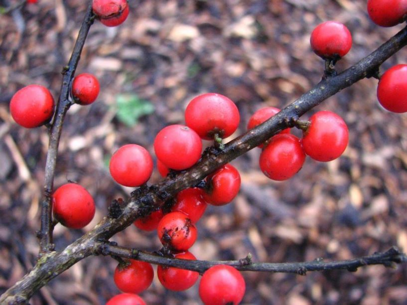 Ilex verticillata 'Firestorm' - Firestorm common winterberry