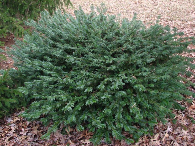 Cephalotaxus harringtonia 'Duke Gardens' - Duke Gardens Japanese plum-yew