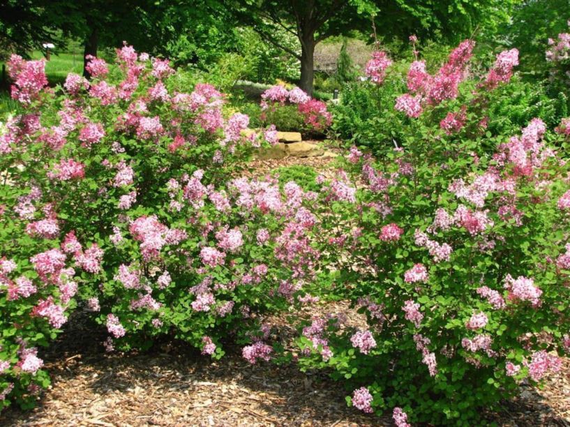 Syringa 'Bailbelle' Tinkerbelle® - Tinkerbelle® lilac | The Dawes Arboretum