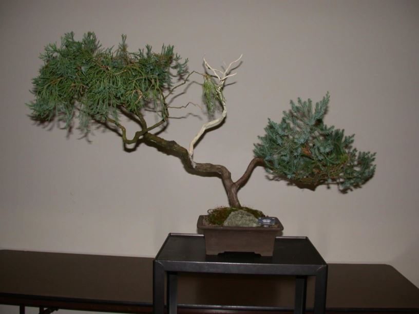 Juniperus chinensis - Chinese juniper