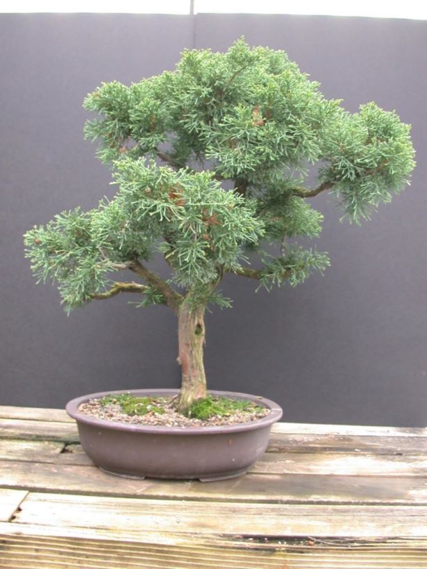 Juniperus chinensis 'Armstrongii' - Armstrong Chinese juniper