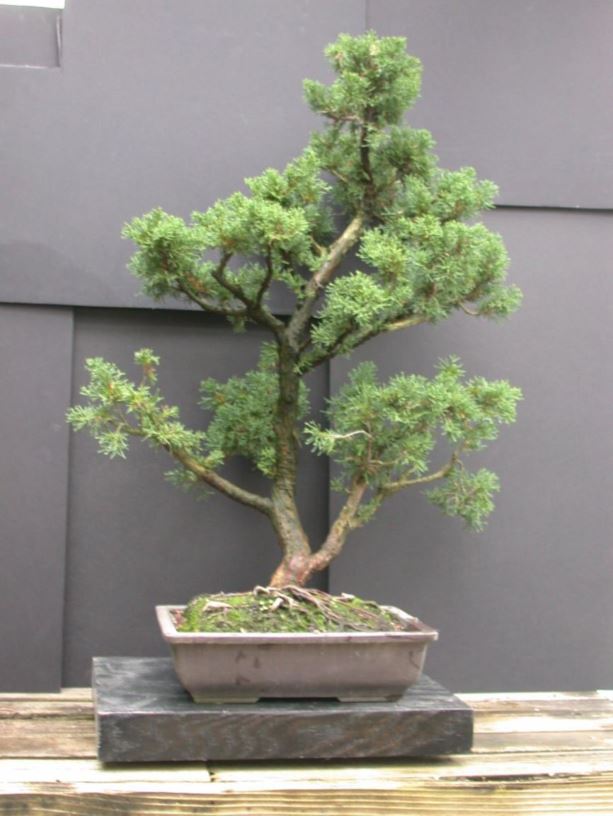 Juniperus chinensis 'Armstrongii' - Armstrong Chinese juniper | The ...