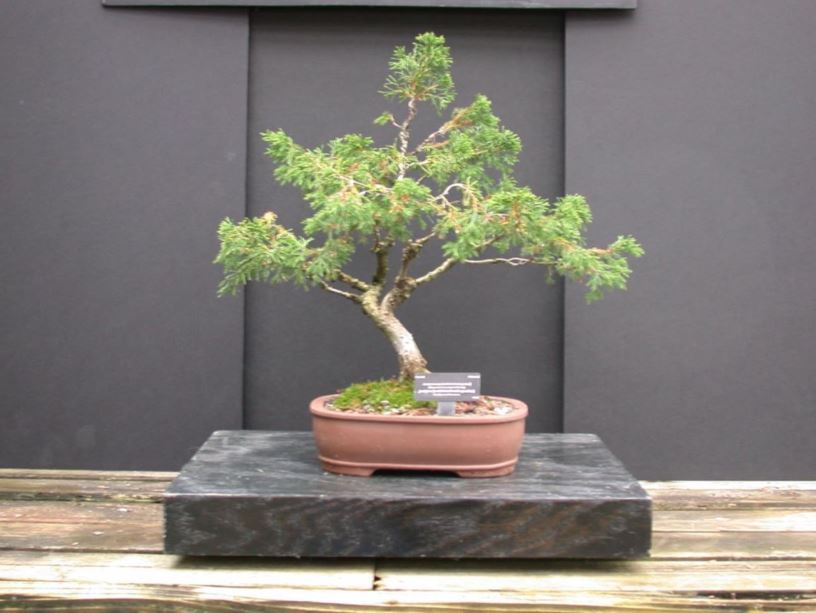 Juniperus sp. - juniper