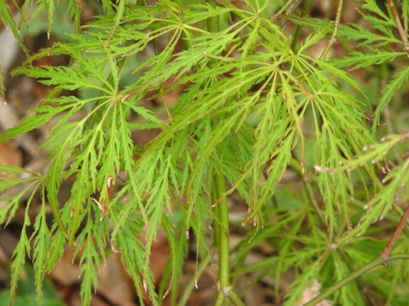 Acer palmatum (Dissectum Group) 'Ornatum' - ornate threadleaf Japanese maple