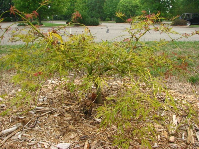 Acer palmatum (Dissectum Group) 'Edgewood' - Edgewood threadleaf Japanese maple