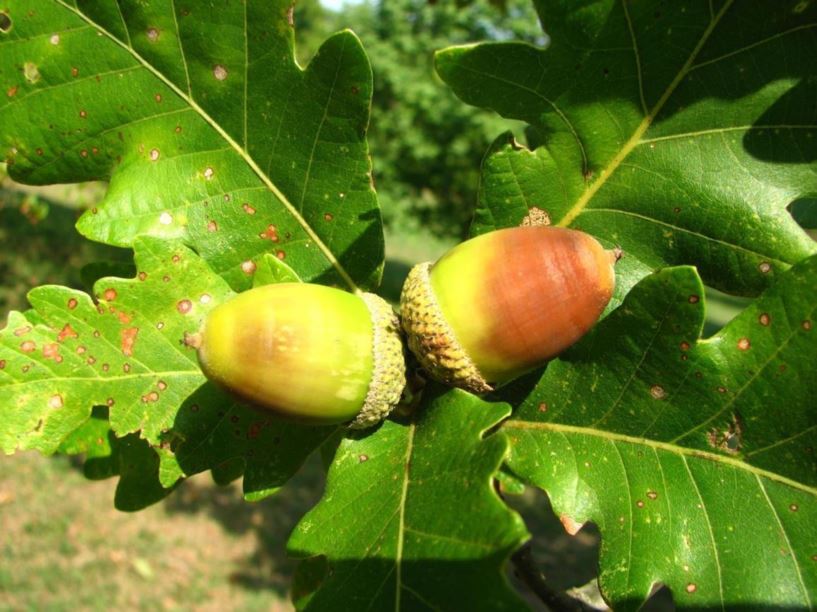 Quercus macranthera - Caucasian oak, Persian oak | The Dawes Arboretum