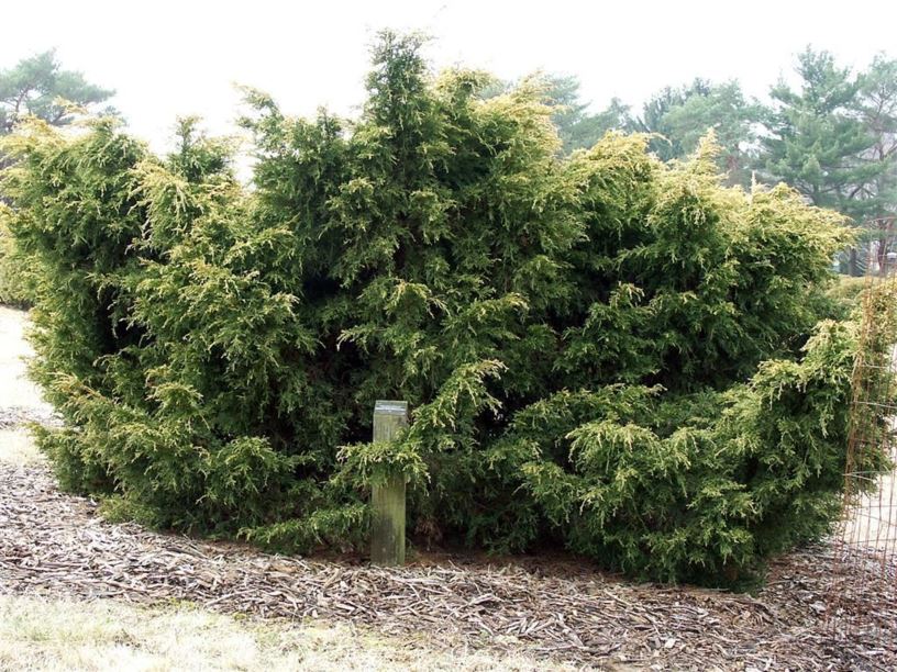 Juniperus chinensis 'Saybrook Gold' - Saybrook Gold Chinese juniper