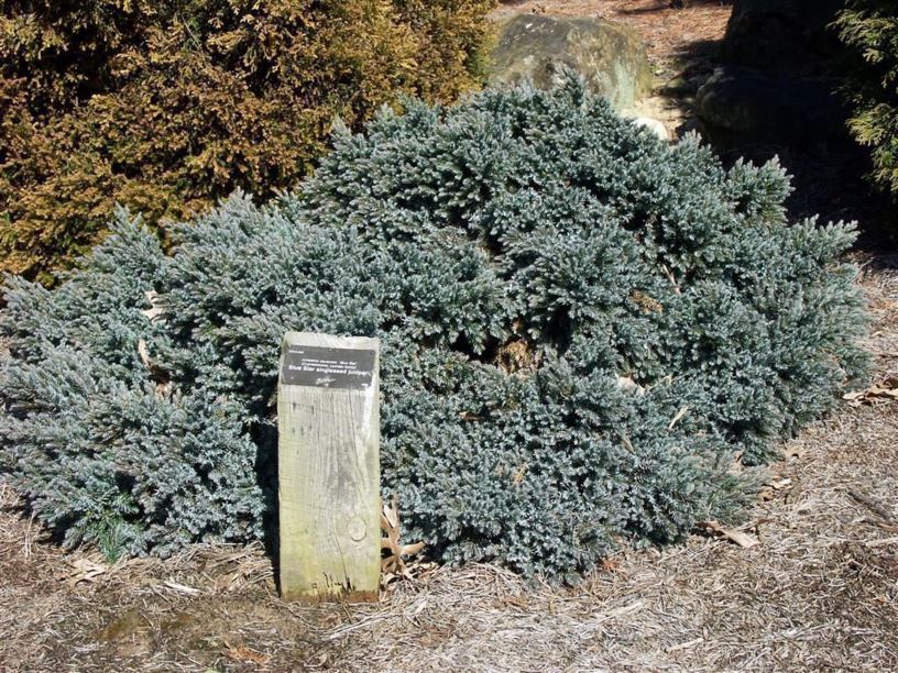 Juniperus squamata 'Blue Star' - Blue Star singleseed juniper