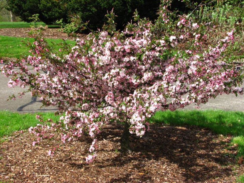 Malus 'Candymint' - Candymint crab apple