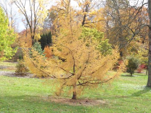 Larix gmelinii var. olgensis - Olga Bay larch