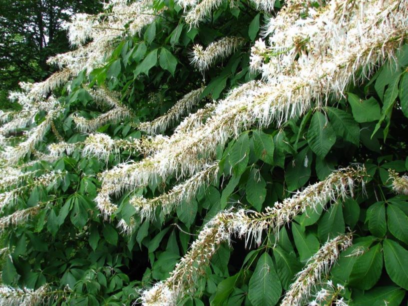 Aesculus parviflora f. serotina 'Rogers' Rogers late bottlebrush