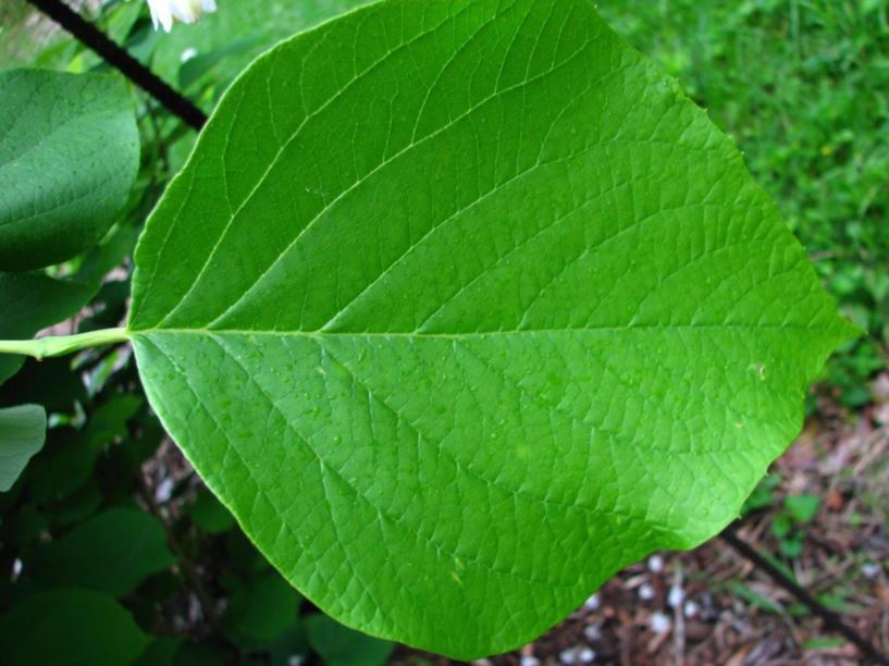 Styrax Obassia Fragrant Snowbell The Dawes Arboretum 2915