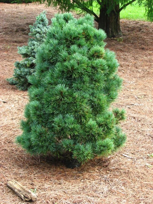 Pinus peuce 'Miss Cesarini' - Miss Cesarini Macedonian pine, Miss Cesarini Balkan pine