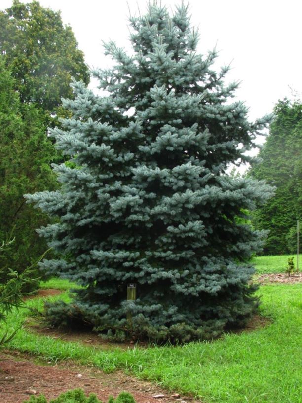 fuldstændig Bliv oppe passage Picea pungens 'Royal Knight' - Royal Knight Colorado blue spruce | The  Dawes Arboretum