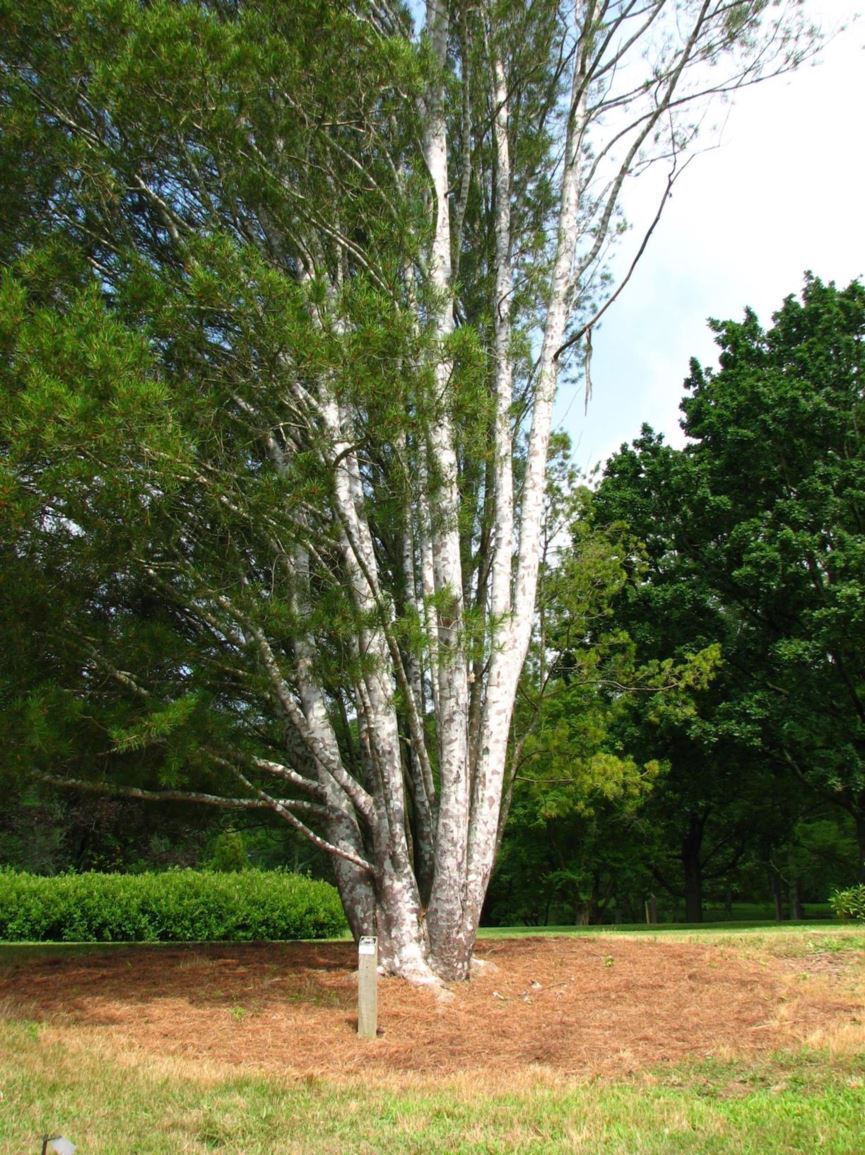 Pinus bungeana 'Silver Ghost' - Silver Ghost lacebark pine