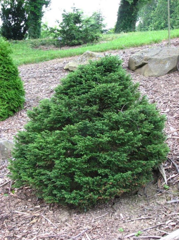 Tsuga canadensis 'Jacqueline Verkade' - Jacqueline Verkade Canadian ...