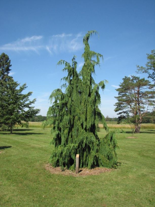 nootka weeping cypress