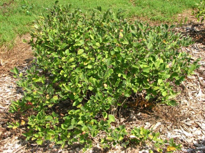 Fothergilla gardenii 'Appalachia' - Appalachia dwarf fothergilla, Appalachia dwarf witch-alder