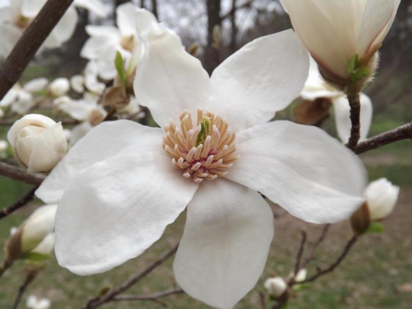 Magnolia kobus 'Norman Gould' - Norman Gould kobus magnolia