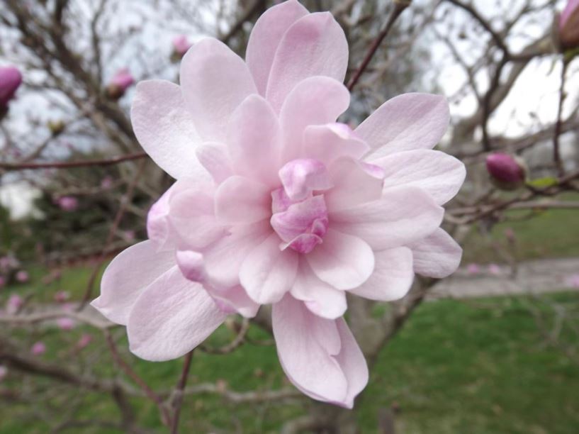Magnolia stellata 'Chrysanthemumiflora' - Chrysanthemumiflora star magnolia