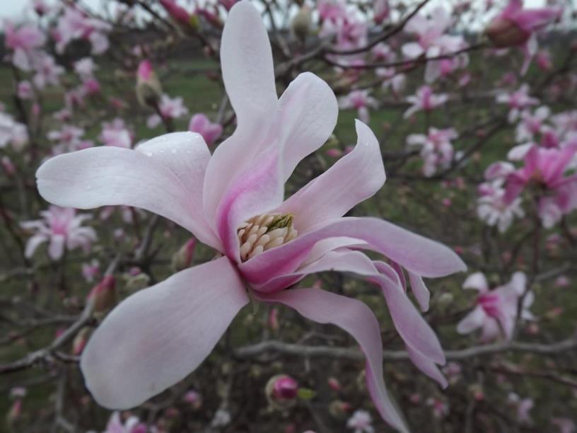 Magnolia × loebneri 'Leonard Messel' - Leonard Messel Loebner magnolia