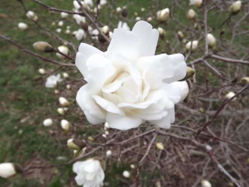 Magnolia × loebneri 'White Rose' - White Rose Loebner magnolia