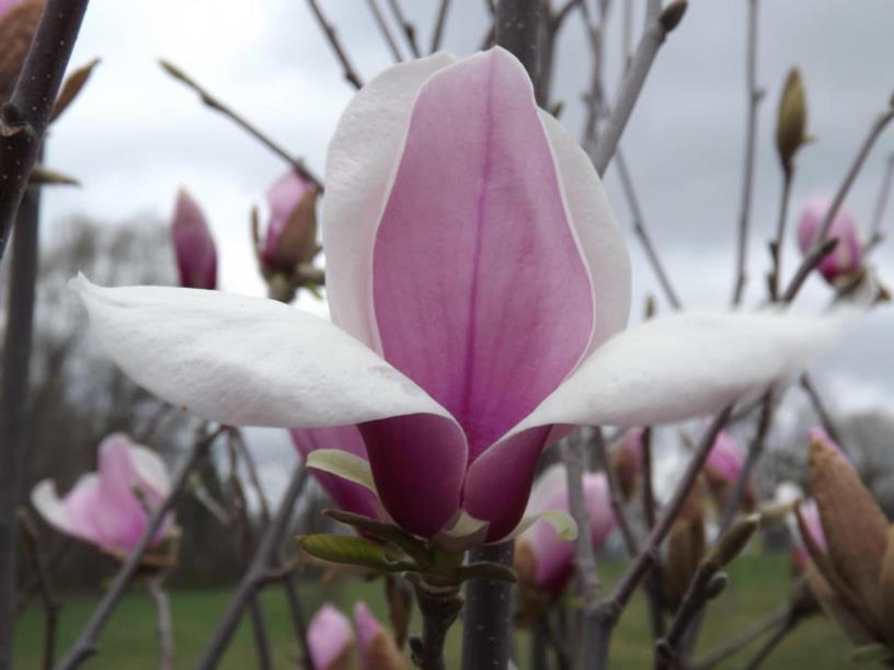 Magnolia 'Fireglow' - Fireglow magnolia