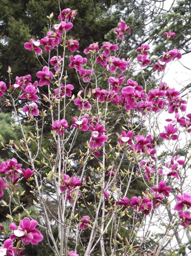 Magnolia 'Marillyn' - Marillyn magnolia