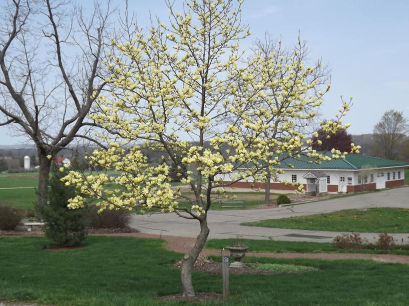 Magnolia 'Butterflies' Butterflies magnolia The Dawes Arboretum