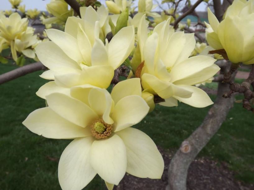 Magnolia 'Butterflies' - Butterflies magnolia