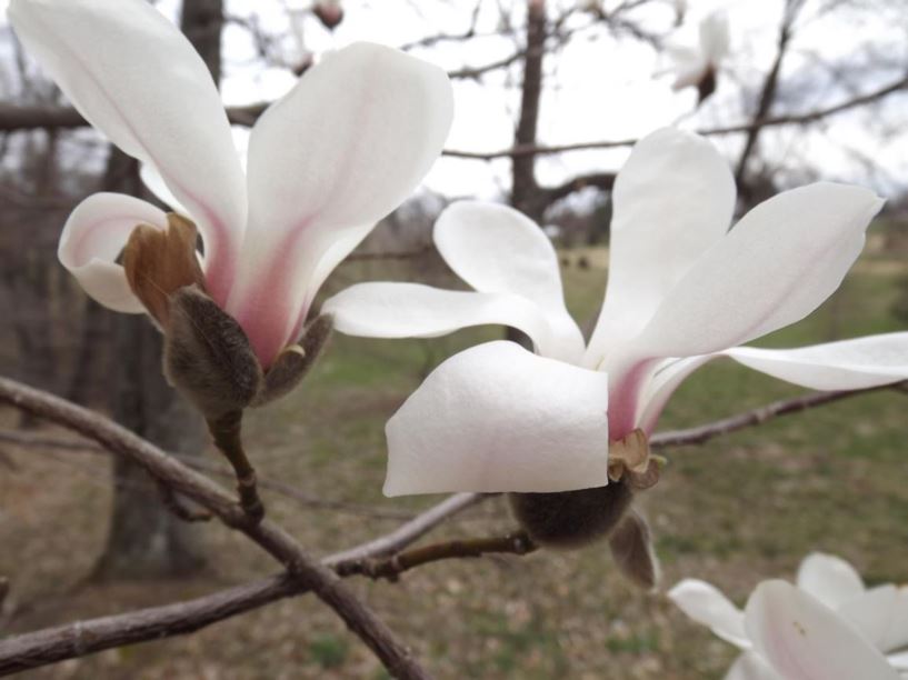 Magnolia biondii Chinese willowleaf magnolia The Dawes Arboretum