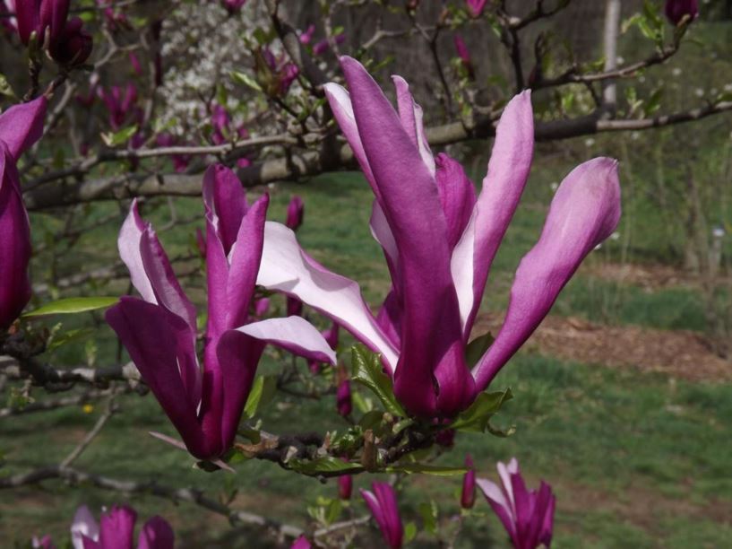 Magnolia 'Orchid' - Orchid magnolia