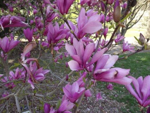 Magnolia 'Ann' - Ann magnolia